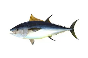 Atún/Tuna