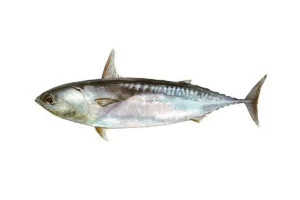 Botella/Bullet tuna