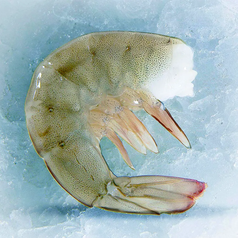 Camarón sin Cabeza Head off shell on shrimp