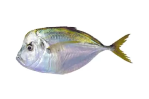 Carita/Pacific Moonfish