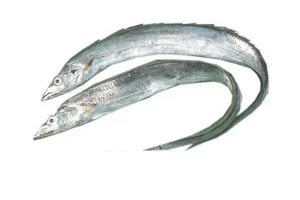 Corbata/Ribbonfish