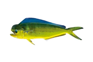 Dorado/Mahi-Mahi