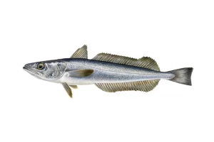 Merluza/Hake