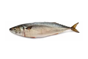 Morenillo/Mackerel