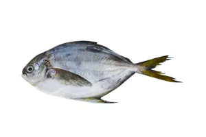 Pámpano/Butterfish